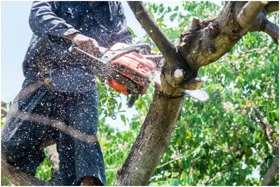 tree services Greenville